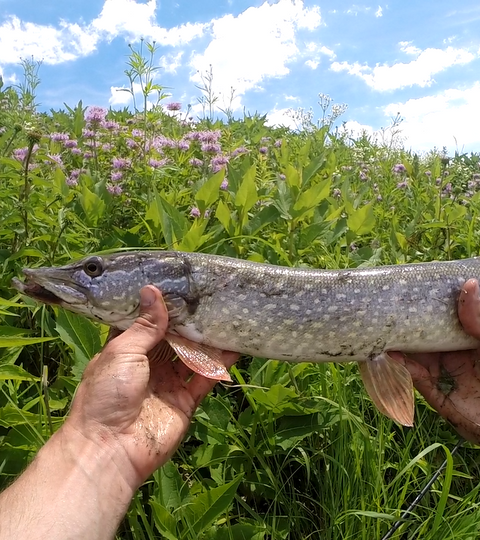 POND FISHING FOR BASS AND PIKE