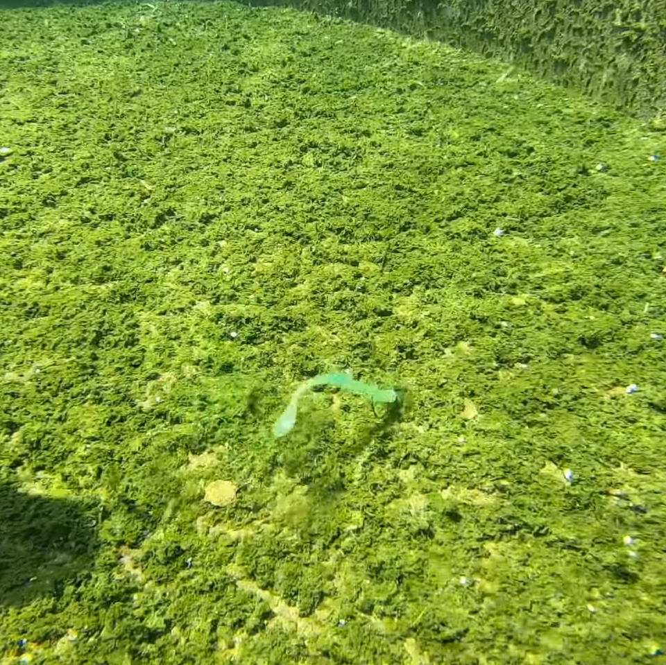 FISH IT ON A SHAKY HEAD